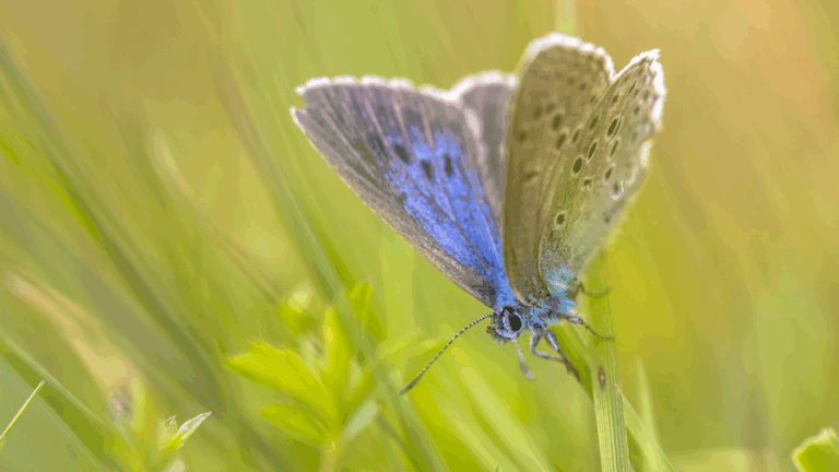 Rare Alcon Blue Butterfly Returns To Zurich Golf Club In New Docuseries
